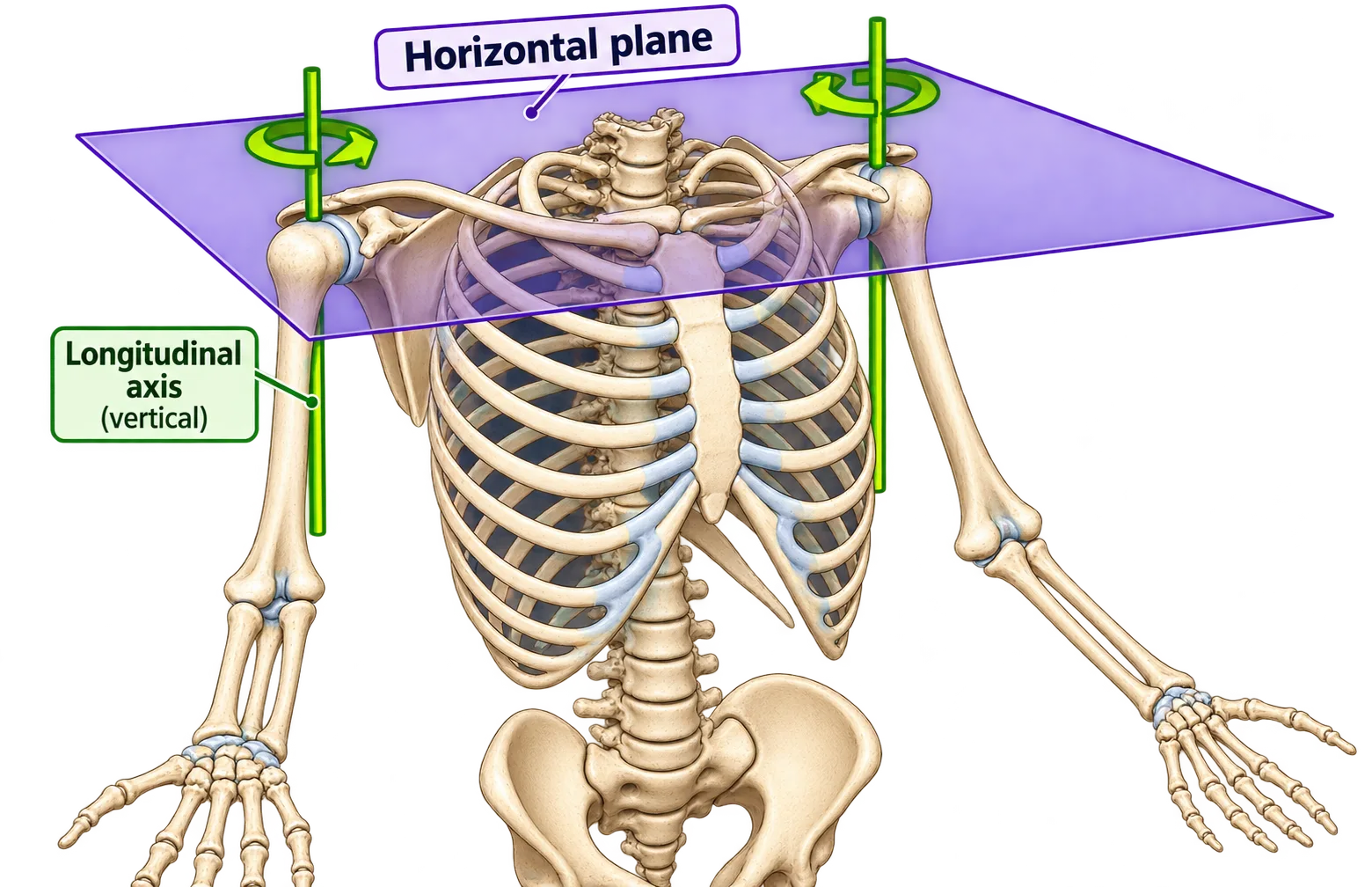 A skeleton with a transverse (horizontal) plane and the longitudinal axis