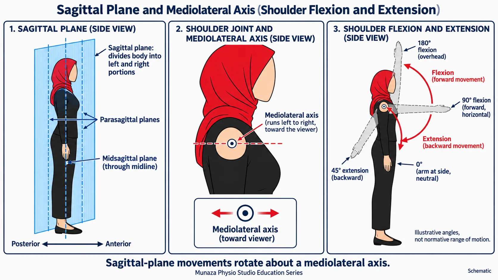 A schematic figure showing shoulder flexion and extension in the sagittal plane