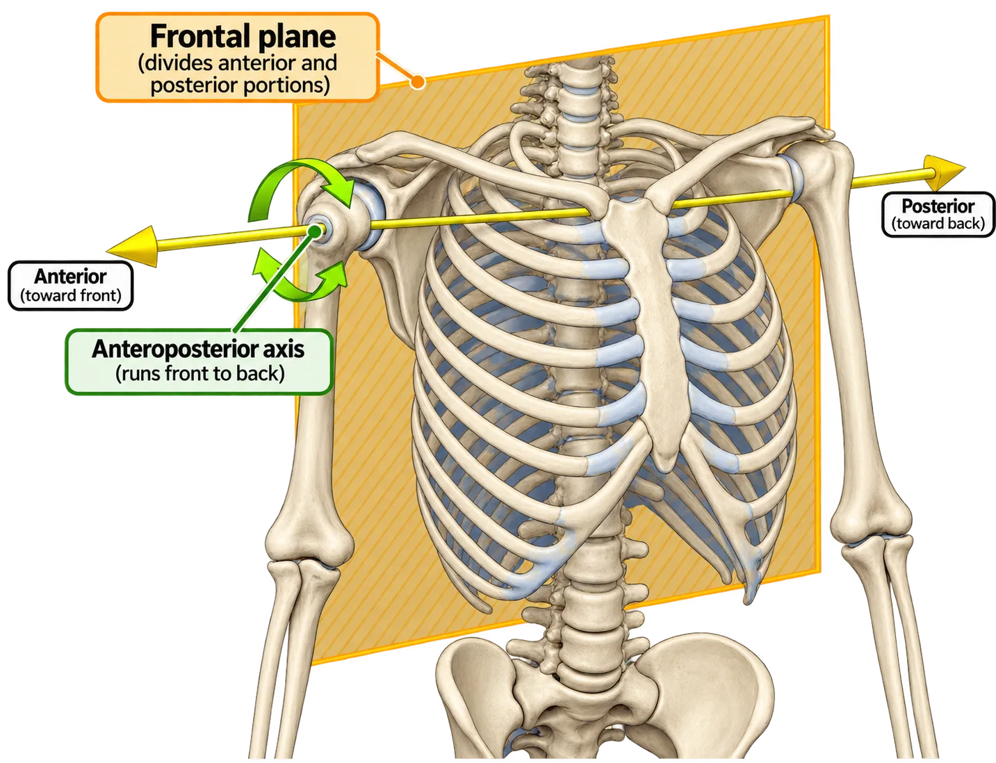 A skeleton with a frontal plane and the anteroposterior axis